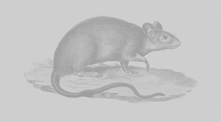 Ilustração preto e branco de um rato