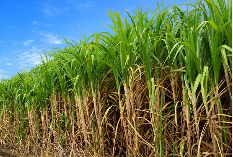 Plantação de cana